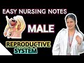 MALE REPRODUCTIVE NOTES FOR NURSING EXAM #reproductivenotes #bscnursing #semesterexam 