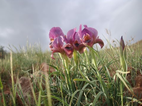 زنبق های کوه عینالی  Mountains Iris