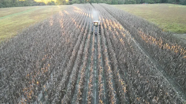 Day 3 on his Corn🌽🌽