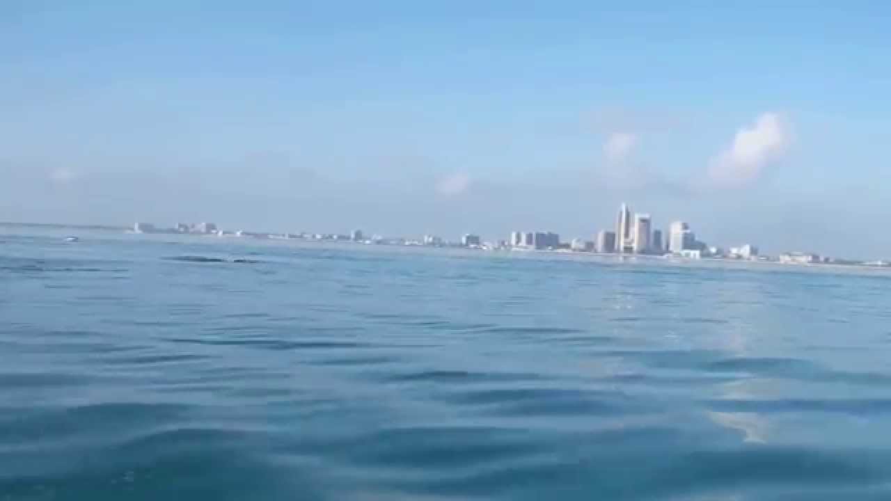 Corpus Christi Dolphins 1 YouTube