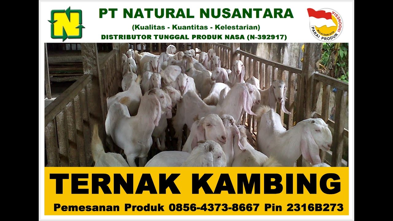 CARA TERNAK KAMBING | BUDIDAYA KAMBING DENGAN PRODUK ORGANIK NASA