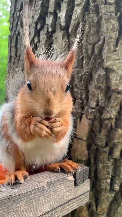 Возможно это Блондинчик 🐿 Maybe it's Blond - YouTube