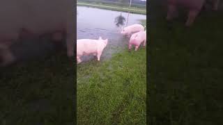 Ridiculously happy Pigs, running in and out of water during recent flooding!!! #flood #usa #tornado