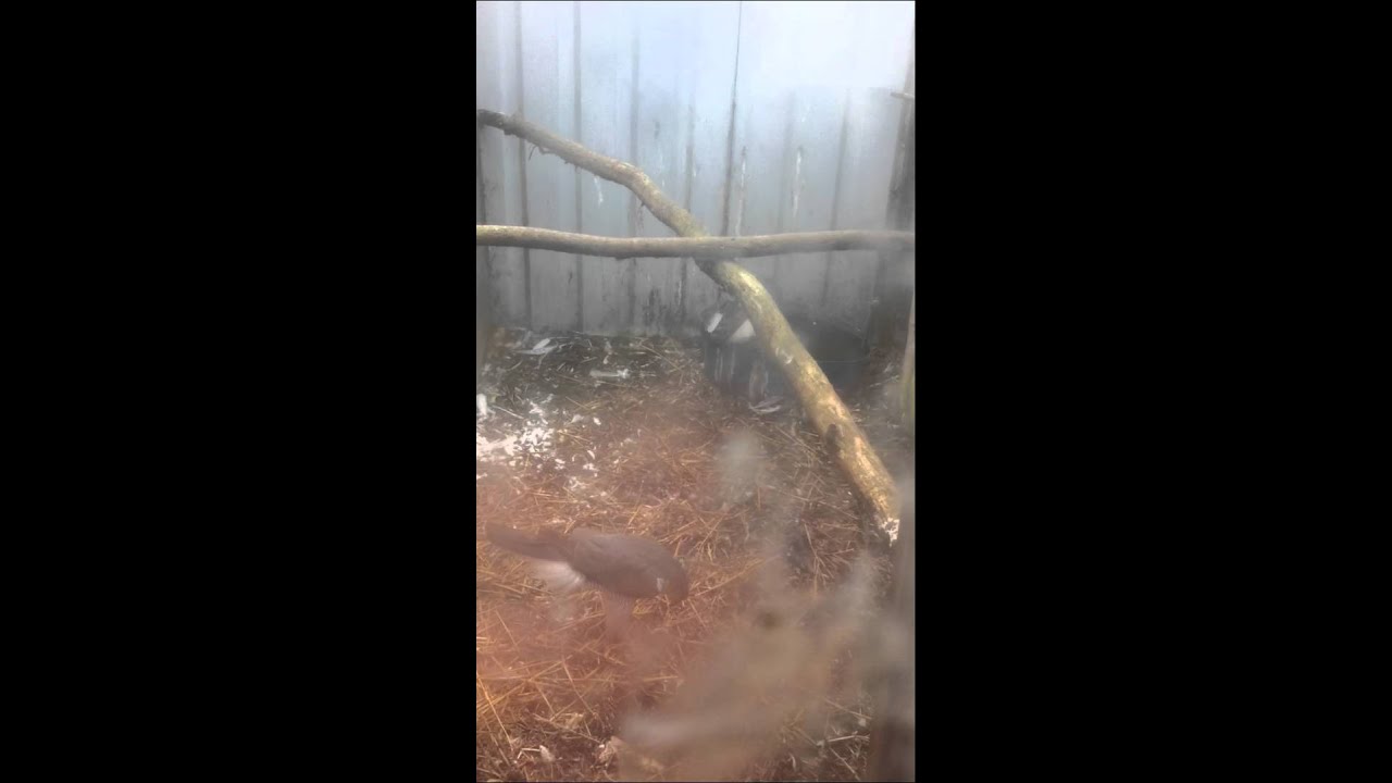 finnish goshawk breeding