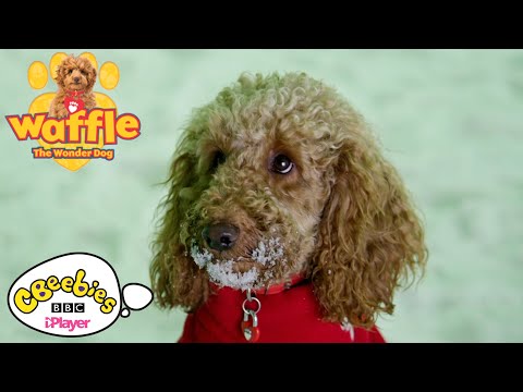 Waffle the Wonder Dog plays in the snow | CBeebies - Waffle the Wonder Dog plays in the snow | CBeebies