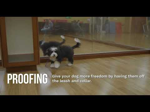 Puppy Behaviors  Marking video thumbnail