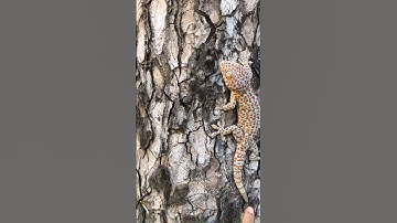 Thả bạn tắc kè lên cây #kucing #iguana #bebek #tắc_kè  #tokek #kucinglucu @pineapple8586