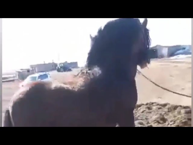 Жас балапандармен порно көру Ұзын бойлы әйелдердің порно видеолары