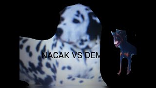 Korkunç Doberman Nacak Yavru Pi̇tbul Korsanin Hayatini Kurtariyor-Pi̇tbulun Hayati-Li̇ke At Abone Ol