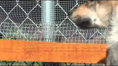 WC Video - 8 June 2012 - Howling Clips