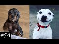 New smiling dogs compilation  happiest goodboys in the wrld
