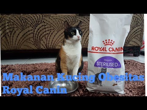 Video: Untuk Mempertahankan Makanan Premium Untuk Anjing Dan Kucing