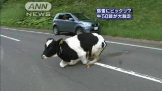 落雷にビックリ？牛50頭が柵壊し牧場から脱走（10/06/22）