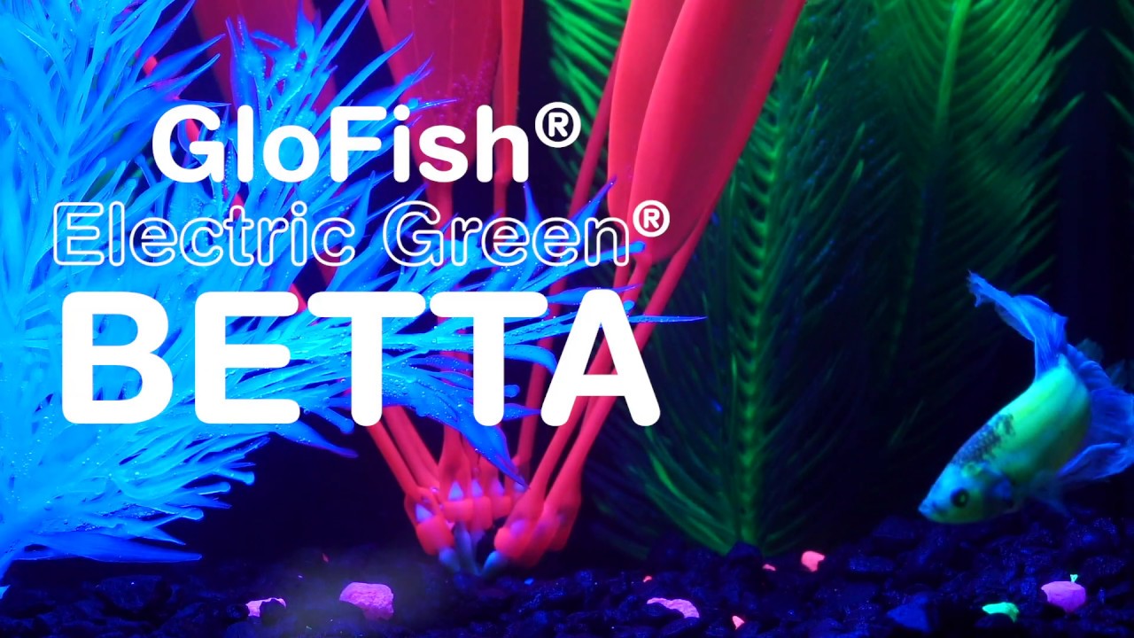 Introducing GloFish® Electric Green® Betta 