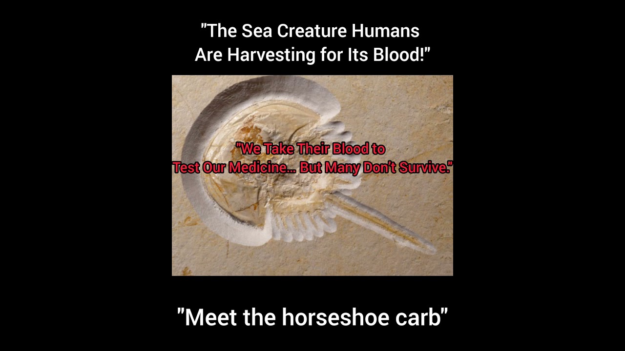 Horseshoe crab| 