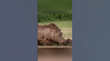 Кабаны бессильны перед мангустами и вот почему