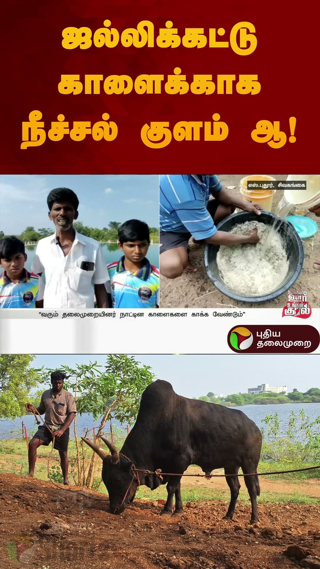 ஜல்லிக்கட்டு காளைக்காக நீச்சல் குளம் ஆ! | #sivaganga | #swimmingpool | #jallikattu | #shorts