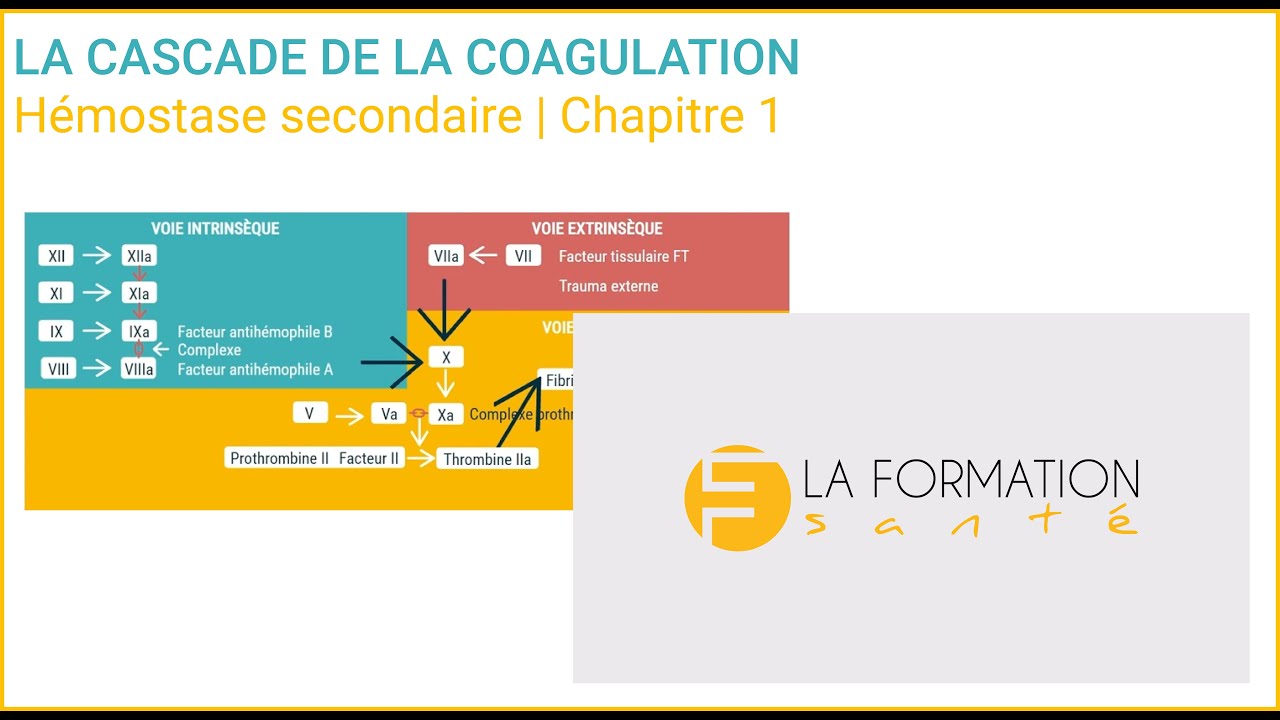 La Cascade de la Coagulation |  phase 2
