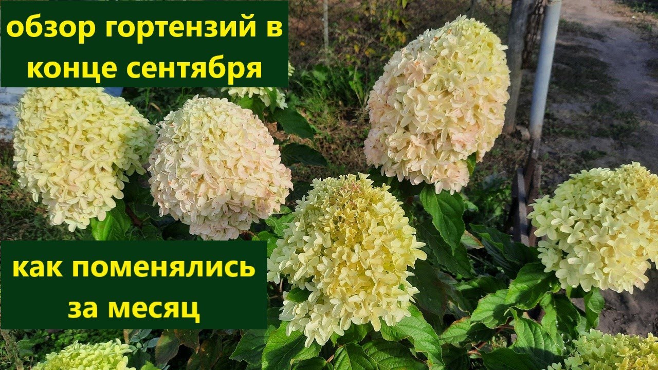 Обзор гортензий на конец сентября. Как меняется и как действует сухая ...