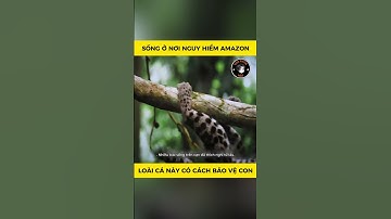 Sống ở nơi nguy hiểm amazon loài cá này có cách bảo vệ con #animals #dongvat #thegioidongvat