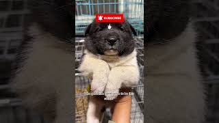 Too cute…but WAIT till the ending 😳🐾#shortsvideo #shortsfeed #shortsviral #shorts #shortvideo #short