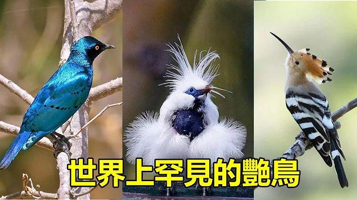 世界上罕見的艷鳥 - 天天要聞