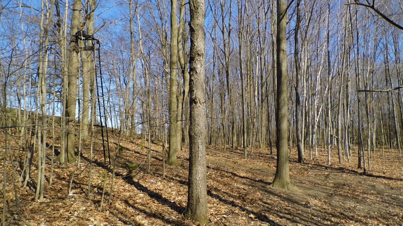 Michigan Hunting Land, Tuscola County, Legg Rd, 26 wooded acres YouTube