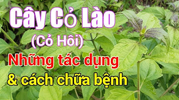 Công dụng cây Cỏ Lào |cây yến bạch |Hằng Lê HG85