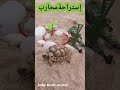 إستراحة محارب A Warrior Rest