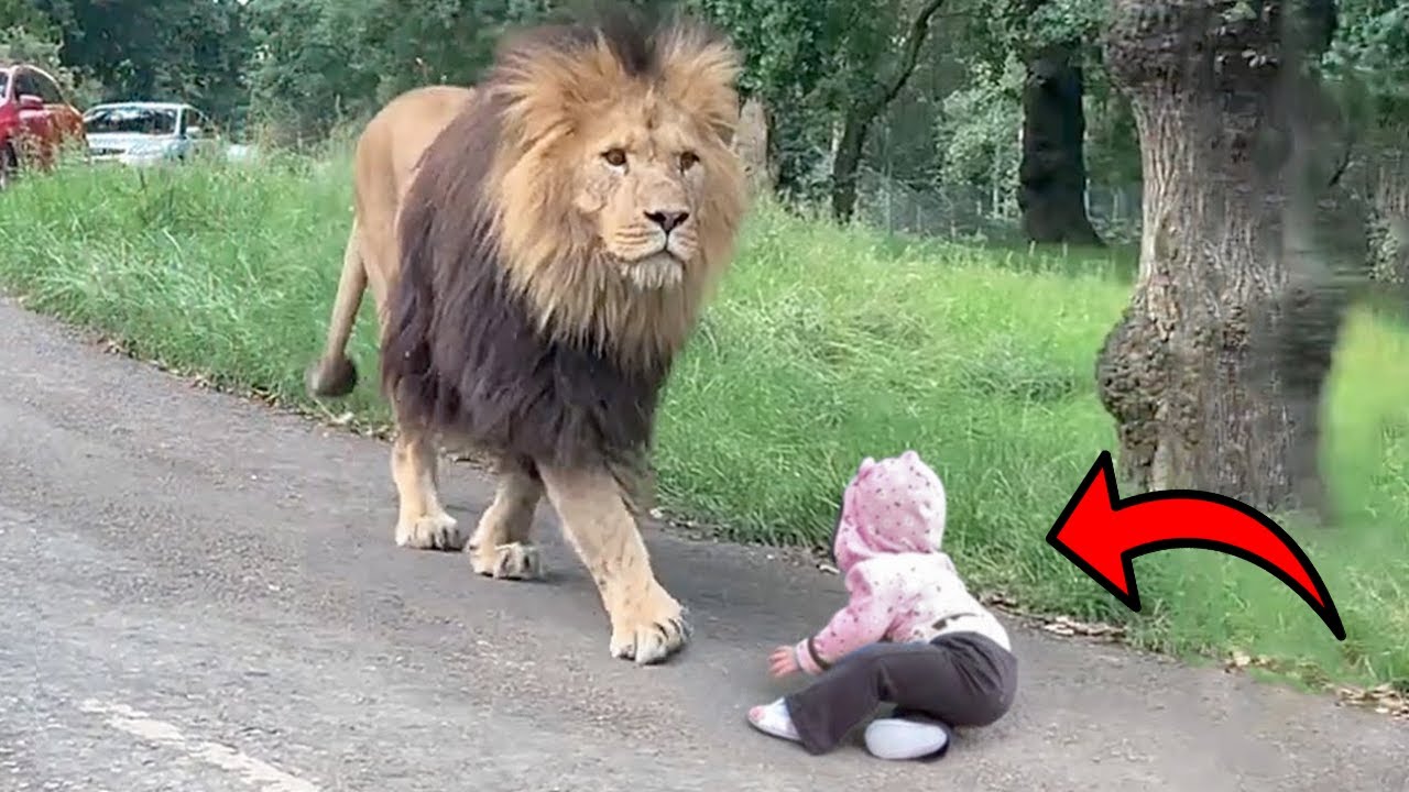 �ANIMALES SALVAJES ATRAPADOS SIENDO AMIGABLES!