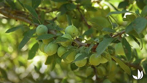 Quand et comment planter un Mirabellier ?