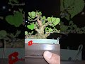 WARU EMANG RACUNNYA BONSAI,WARU NAIK KELAS, WARU NAIK DAUN #shorts #bonsai #waru