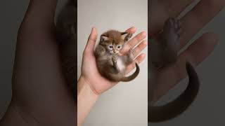 🥝 Wait... Is this a Kiwi or a Tiny Kitten?! 🙀 #Shorts