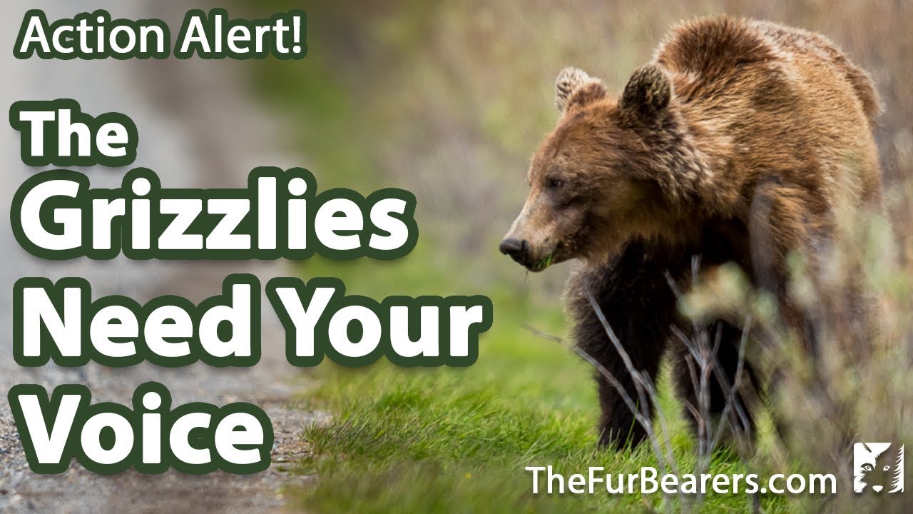 The Grizzlies Need Your Voice YouTube