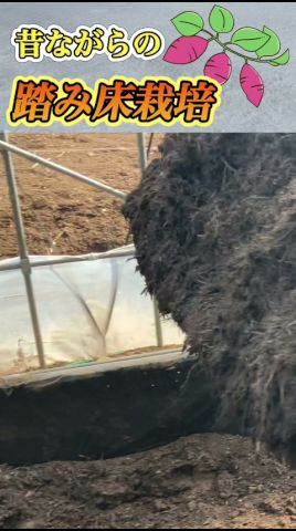 自然の熱で芋ツル養生！　サツマイモのツルを育てる温床紹介 #農業 #再生栽培 #家庭菜園♯サツマイモ♯芋ツル♯苗