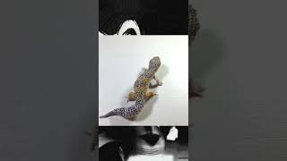 Mack Snow Black Night Bloodline