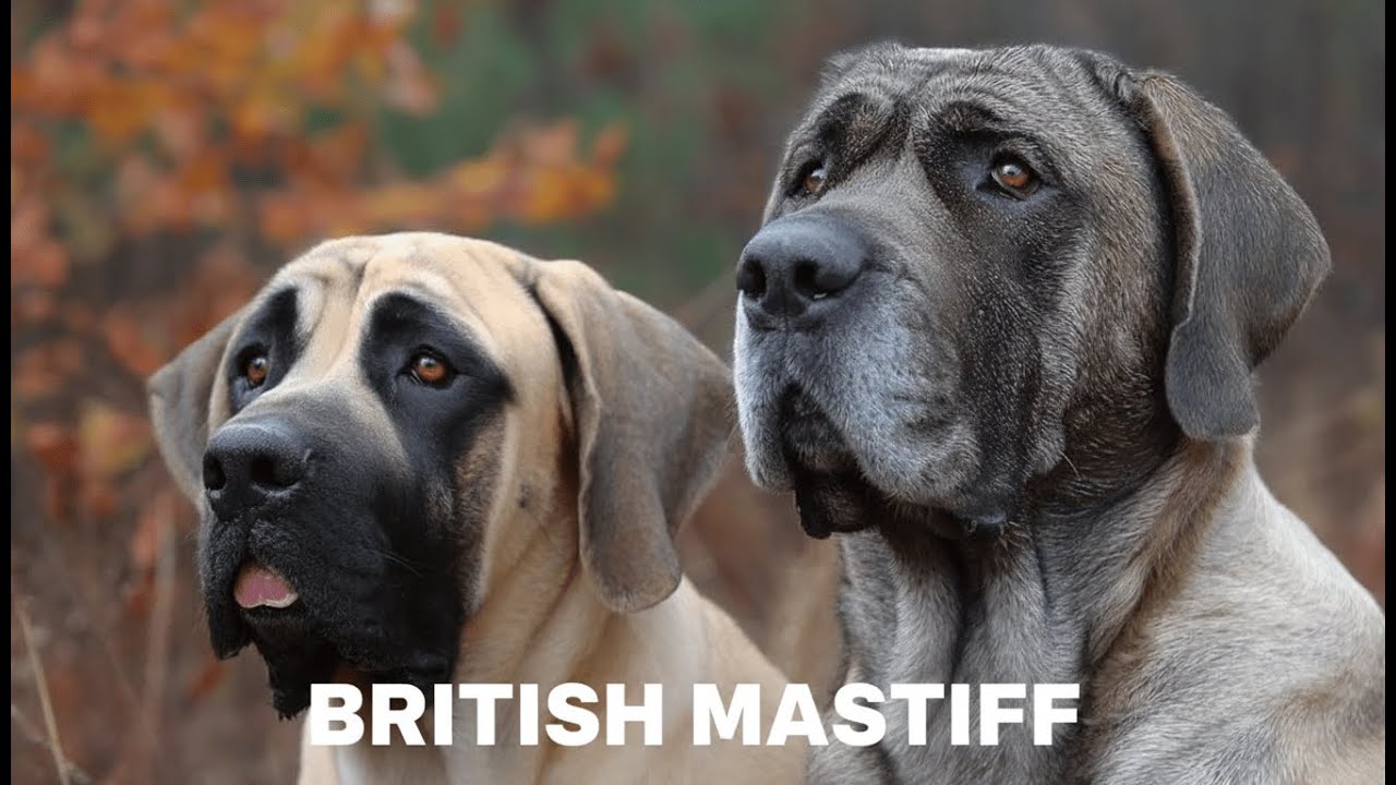 British Mastiff Breed History