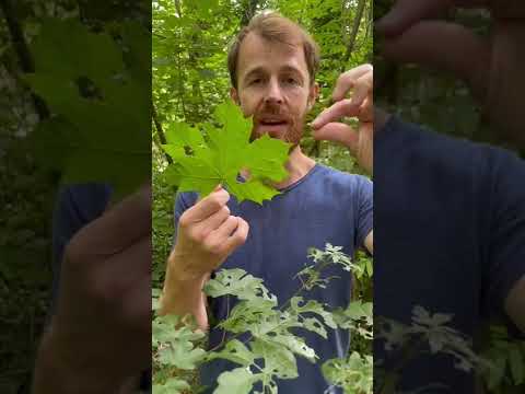 On mange les feuilles d’érable plane, les fleurs d’érable champêtre et le sirop d’érable sycomore