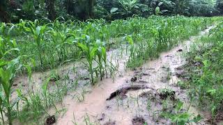 Rural landscape filled with the sounds of animals crying # Relexing #