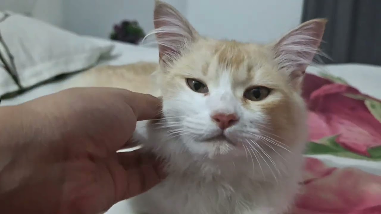 Talking to my cat