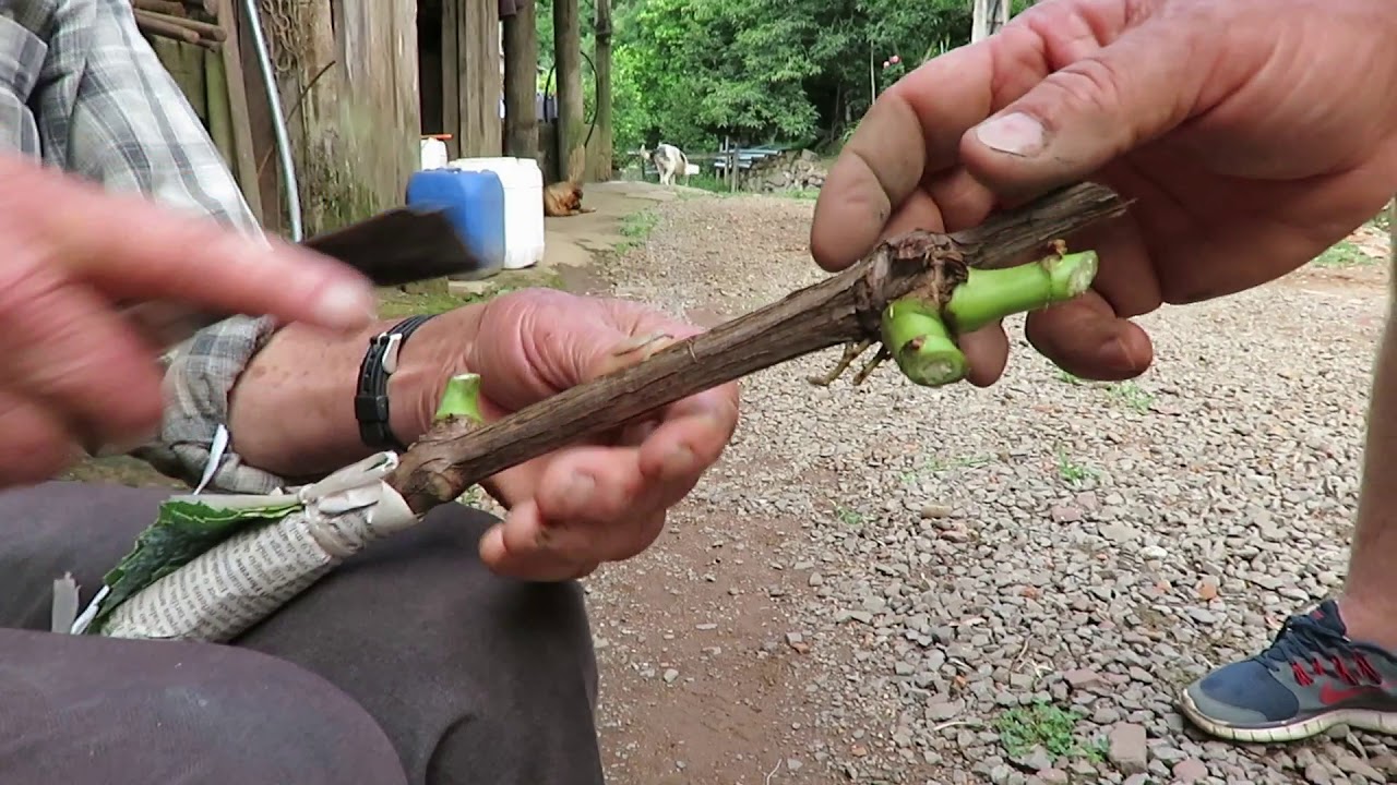 Como fazer enxerto em parreral de uvas - Sr. Geovaldino | RS - Farroupilha