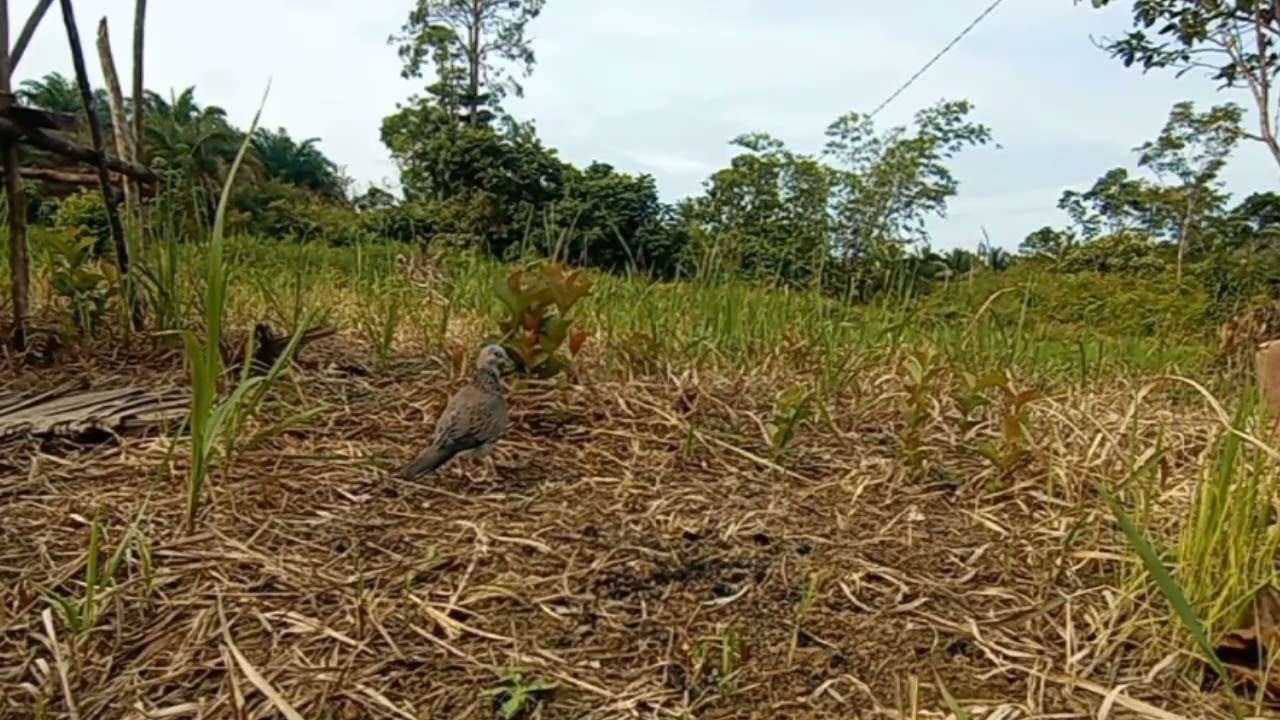 Suara burung tekukur gacor