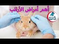 تعرف على أهم أمراض الأرانب وأعراضها وطرق العلاج