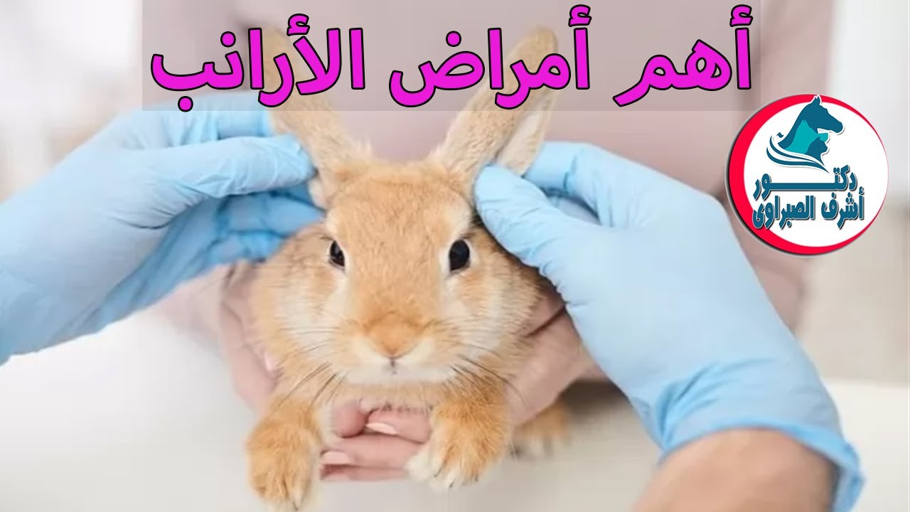 تعرف على أهم أمراض الأرانب وأعراضها وطرق العلاج ..!