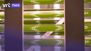 1 Op 3 Belgen Lijdt Aan Leververvetting Microalgen Moeten Redding Brengen