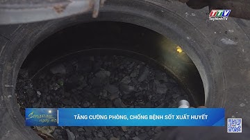 Tăng cường phòng, chống bệnh sốt xuất huyết | TayNinhTV