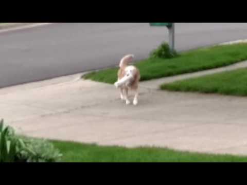Dogs gets the newspaper