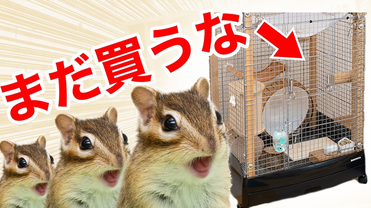 シマリスベビーを迎えた人！手遅れになる前に見て！ - YouTube