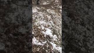 Shooting 50-70 Trapdoor