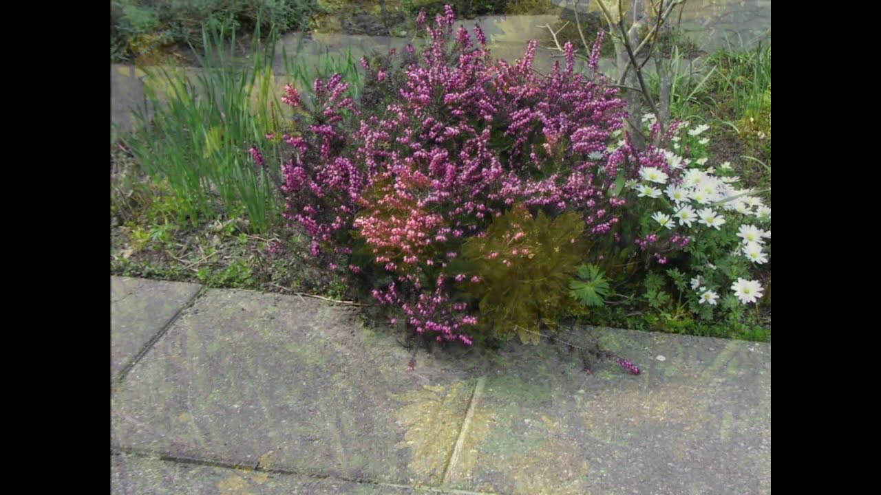 Petite Fleur  ( Sidney Bechet )